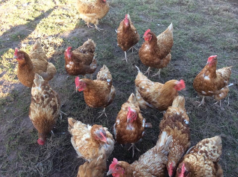 Lower House Barn chickens