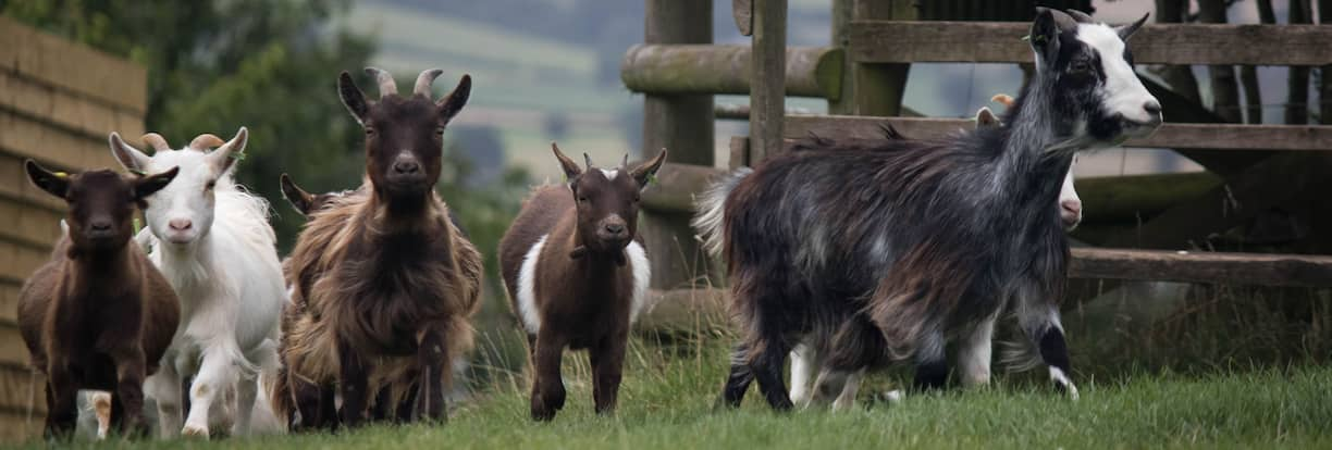 Small Breeds Farm Park and OwlCentre